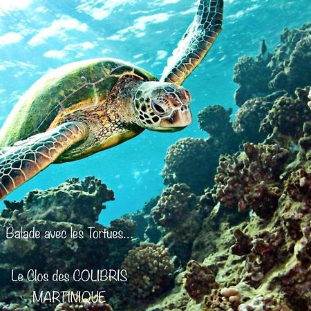 Lodge Pamplemousse Avec Piscine Privative , Dans Parc Calme A 500 M Plage Le Carbet Exterior foto